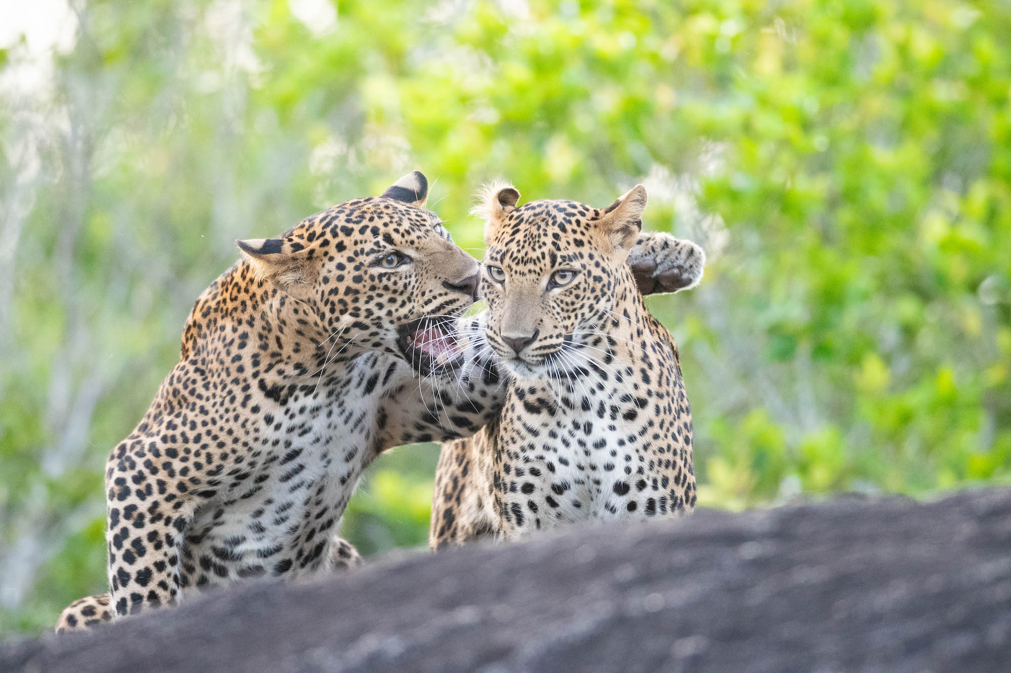 The Comedy Wildlife Photography Awards 2025 Hikkaduwa Liyanage Prasantha Vinod Angoda Sri Lanka Title: Bad mouthing Description: These are two siblings the smaller one being the female leopard. They were playing with each other and for a moment the male just put his arm on her shoulder and appereared as if he is bad mouthing of another leopard. Animal: Sri Lankan Leopard Location of shot: Yala National Park, Sri Lanka.