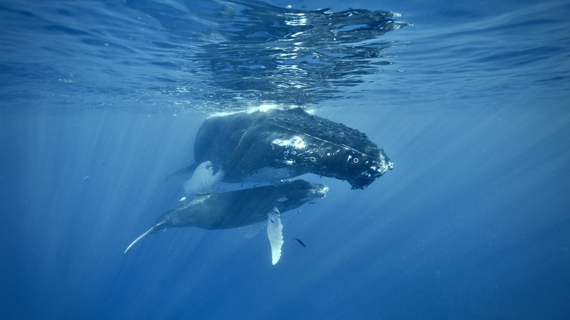 Two humpback whales underwater