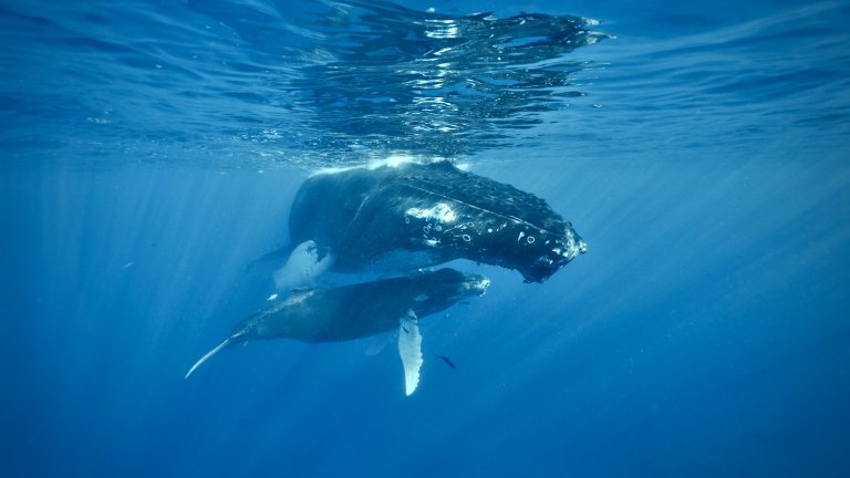 Two humpback whales underwater