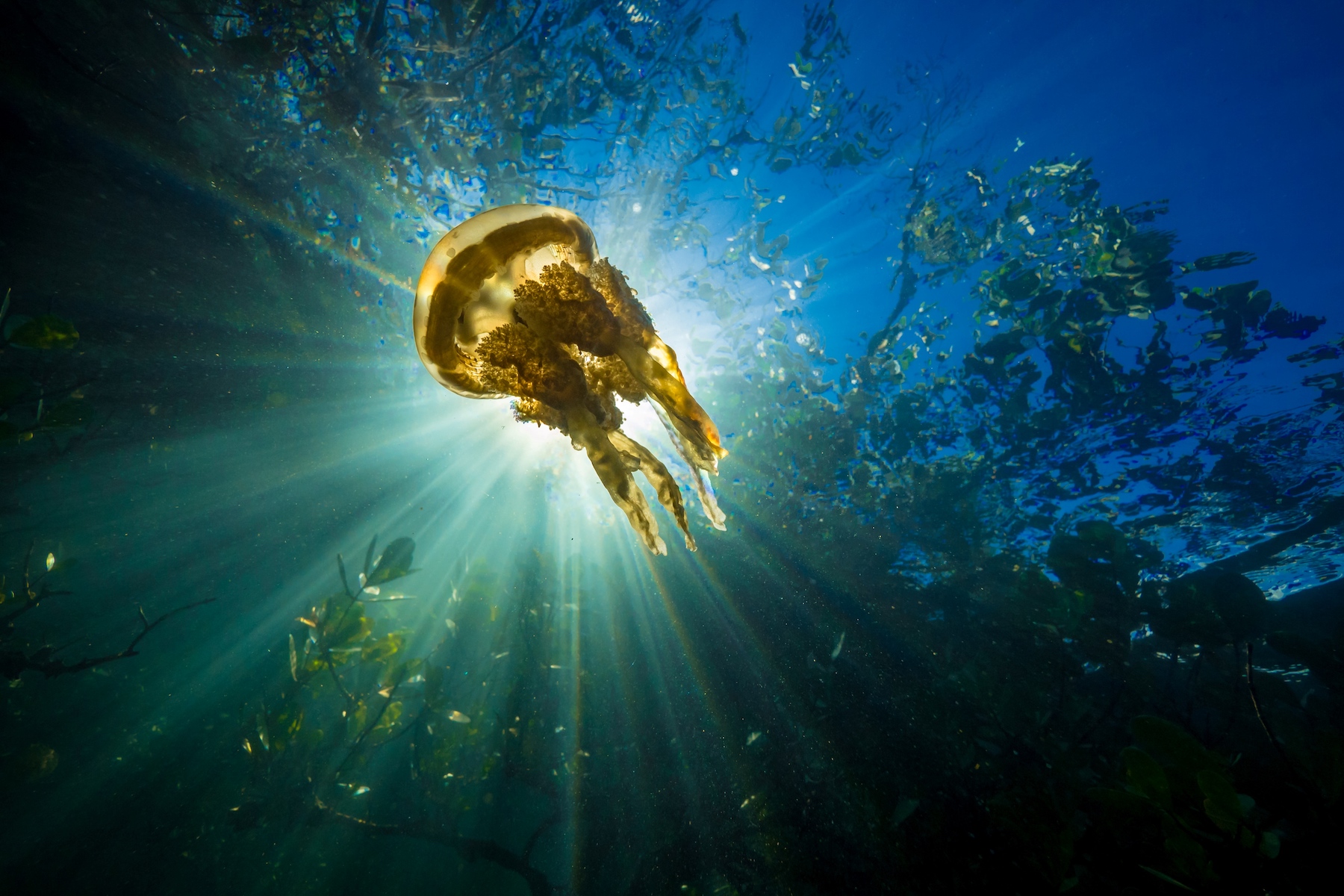 jellyfish swimming backlit by sun