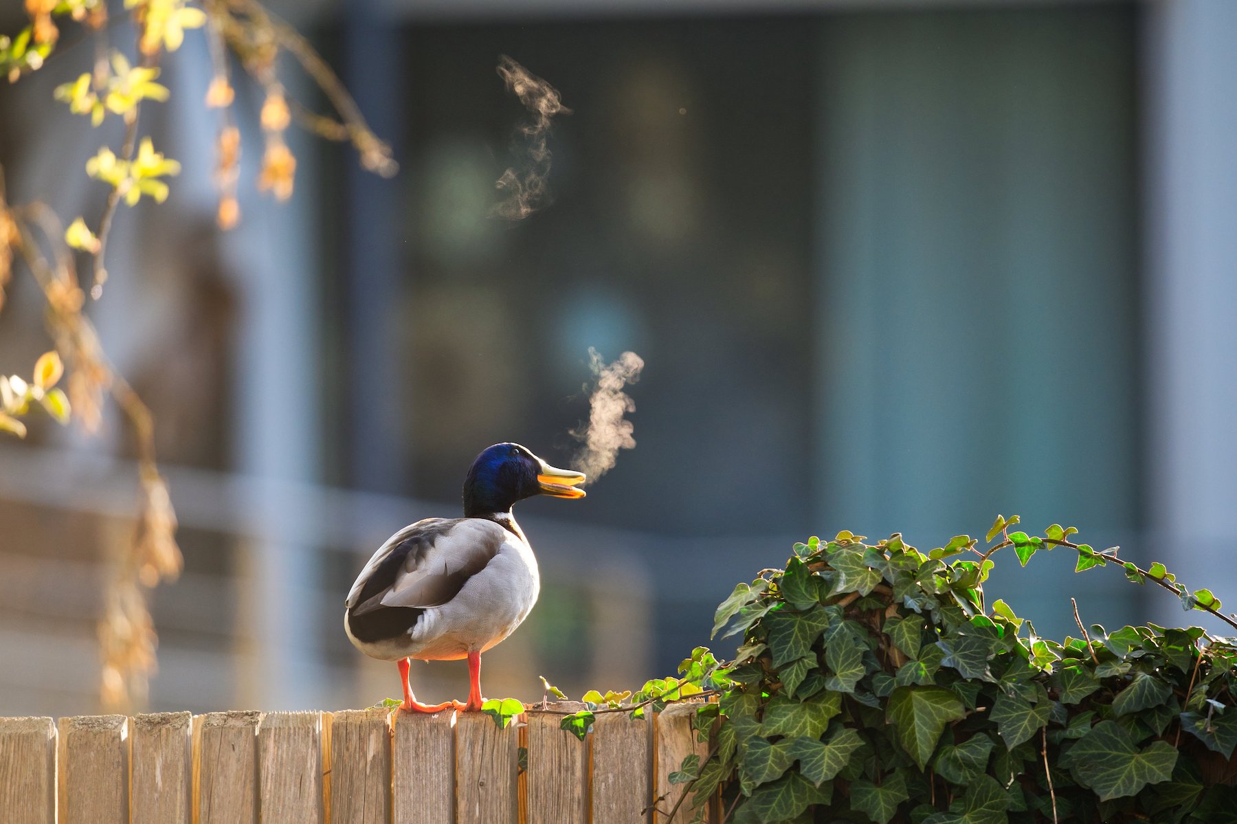 The Comedy Wildlife Photography Awards 2025 Lars Beygang Hersbruck Germany Title: Outdoor smoking zone Description: On a cold morning I was outside taking photos at a local pond. The temperatures made the breath quite visible against the sun. I noticed a loud call from a garden fence nearby where this male mallard called a few times. It really looks like he is smoking a cigarette outside in its garden, since it is not allowed to smoke inside. Animal: Mallard Location of shot: Neumarkt, Bavaria, Germany