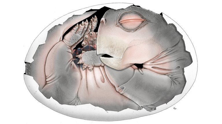 Lystrosaurus embryo within its partially preserved shell , reconstruction of the animal. Credit: Professor Julien Benoit and Sophie Vrard