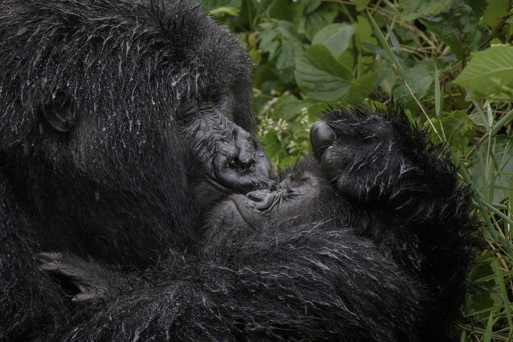 The Comedy Wildlife Photography Awards 2025 Mark Meth-Cohn MILNTHORPE United Kingdom Title: Aaaaaww Mum! Description: Caring Gorilla mum giving her infant a big sloppy kiss! Animal: Gorilla Location of shot: Rwanda