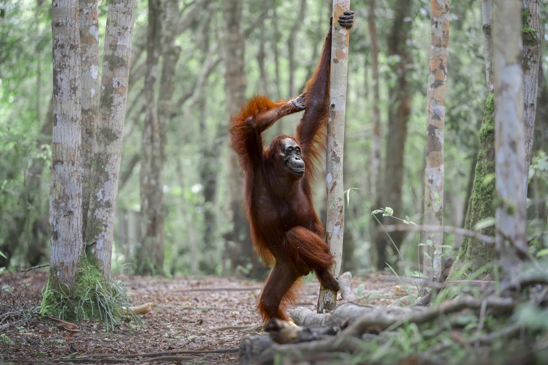 The Comedy Wildlife Photography Awards 2025 Michael Stavrakakis Melbourne Australia Title: Paint Me Like One of Your Forest Girls Description: Our jungle photoshoot turned Titanic real quick. This fabulous female orangutan found her stage, caught the perfect light, and struck a pose like she’d been waiting her whole life for this moment. Animal: Orangutan Location of shot: Borneo, Indonesia
