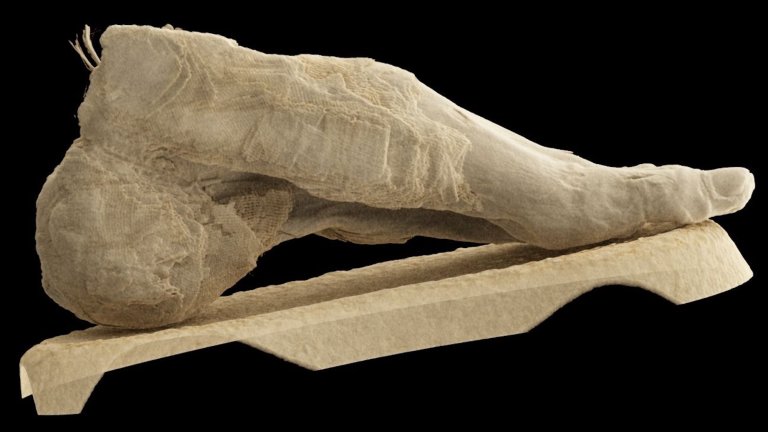 CT scan of mummy foot, viewed from the side