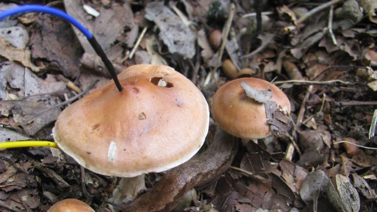 Mushrooms with electrodes attached to them on forest floor