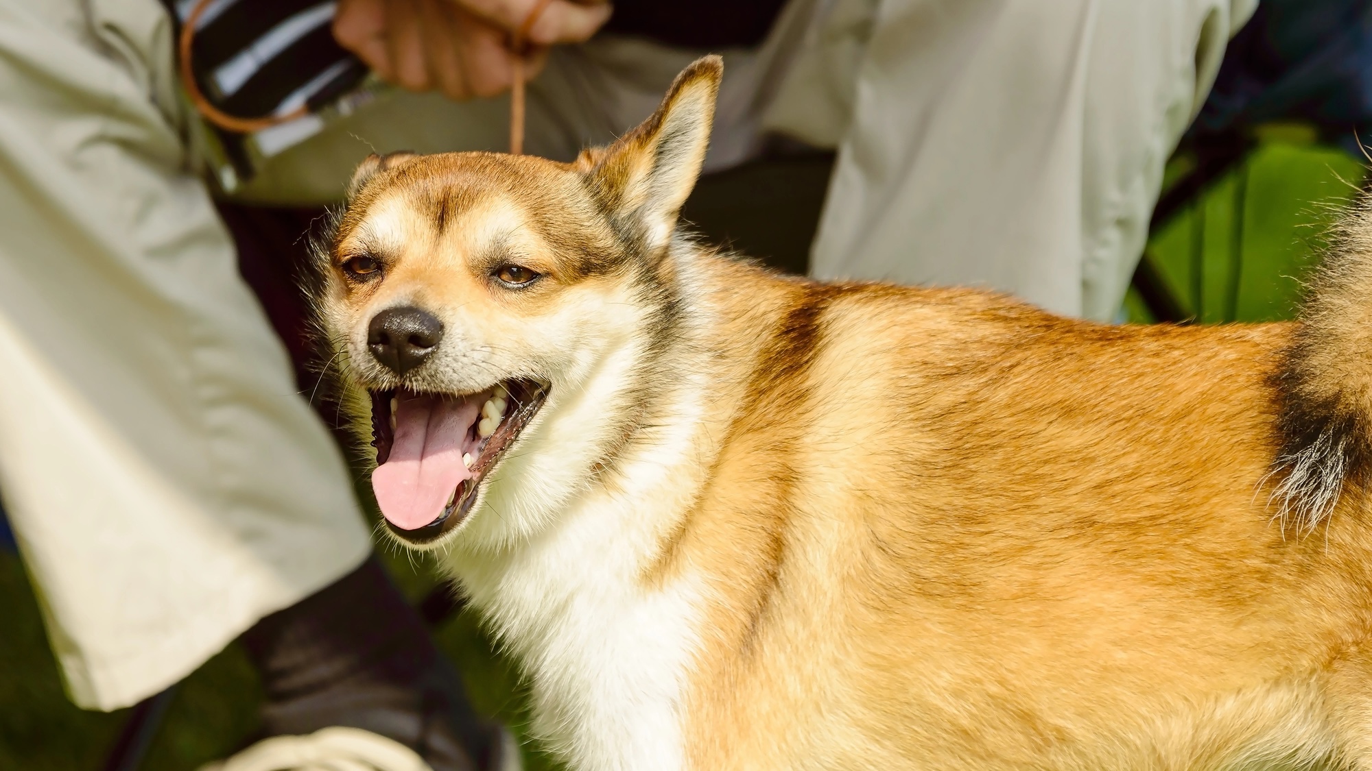 Norwegian lundehund dog one ear up one down in front of handlers legs.