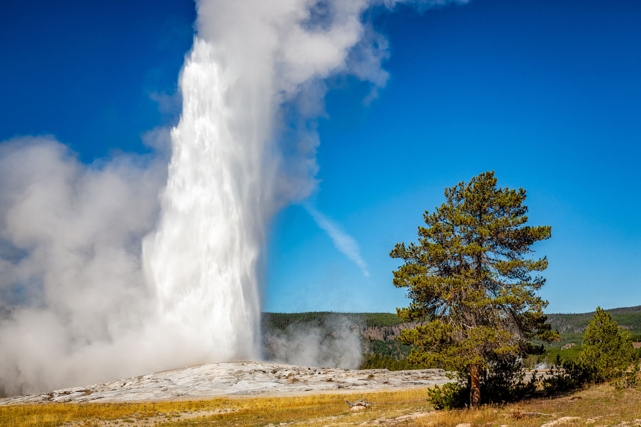 Old Faithful Geyser Yellowstone National Park. Big column of white water bursts from the ground. A large pine tree is seen in the foreground which the geyser nearly doubles in height.