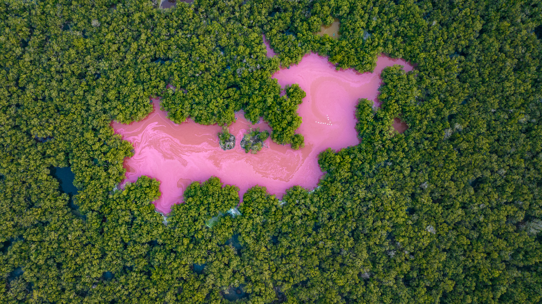 a pink body of water amongst trees