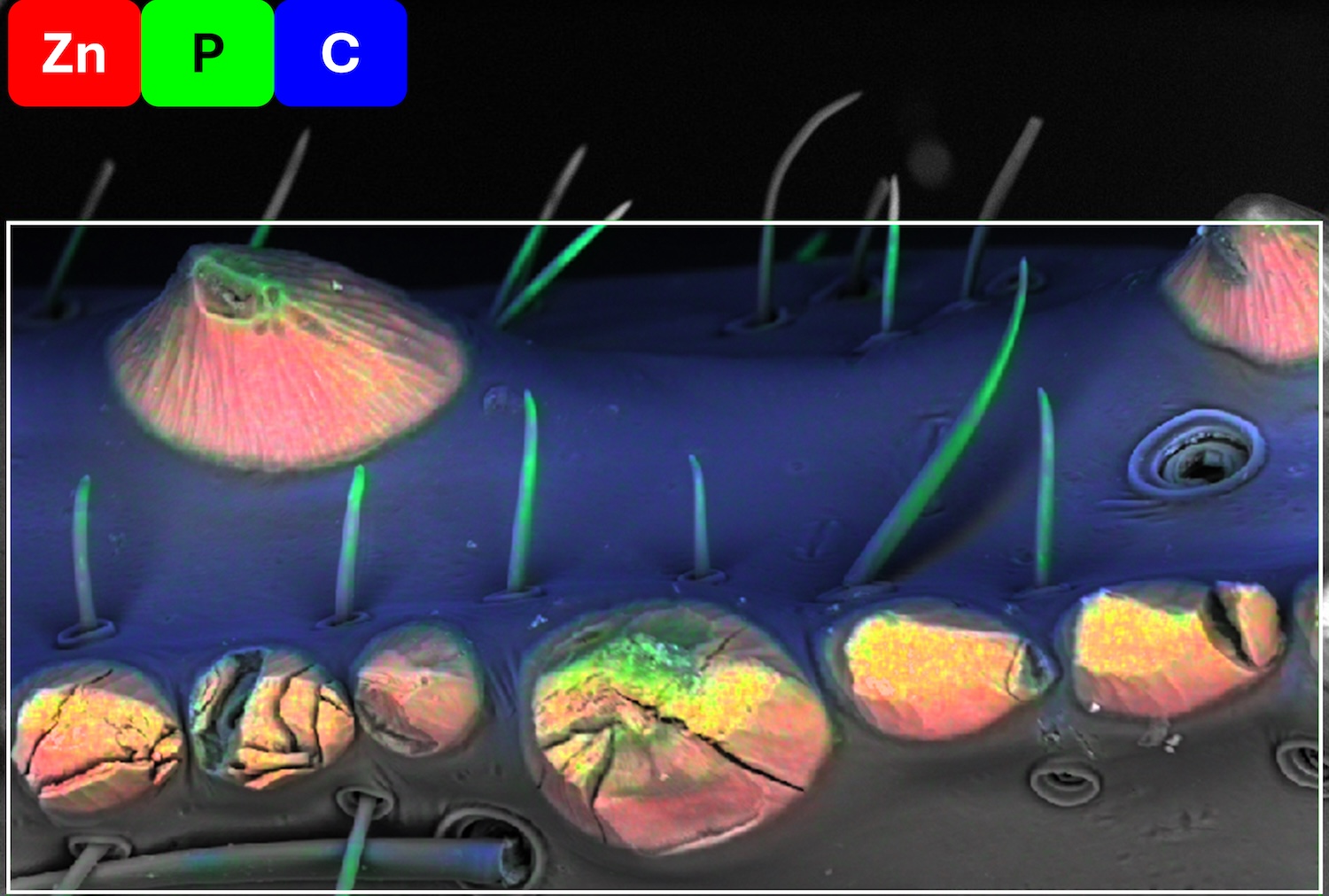 An X-ray spectral image superimposed on a scanning electron microscope image of the denticles (claw "teeth") on the pincers of a giant hairy scorpion (Hadrurus arizonensis). The spectral image shows selective enrichment of zinc (red) in the denticles, in addition to phosphorous (green), and carbon (blue). Credit: Smithsonian Museum Conservation Institute