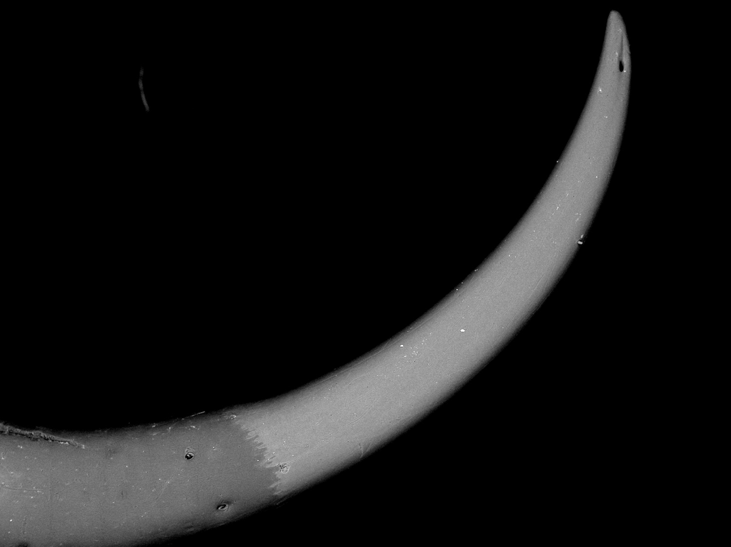 Back-scatter electron (BSE) scanning electron micrograph (SEM) of the telson of The yellow-fat tailed scorpion (Androctonus australis). Similar contrast of enrichment is present in the telson (stinger), highlighting the presence of metal. Also present is a clear line, we are terming the enrichment transition zone, where metal enrichment abruptly ends. Stingers in both msueum and wild specimens have been shown to snap break at, or near, this region. Credit: Sam Campbell/Smithsonian Museum Conservation Institute