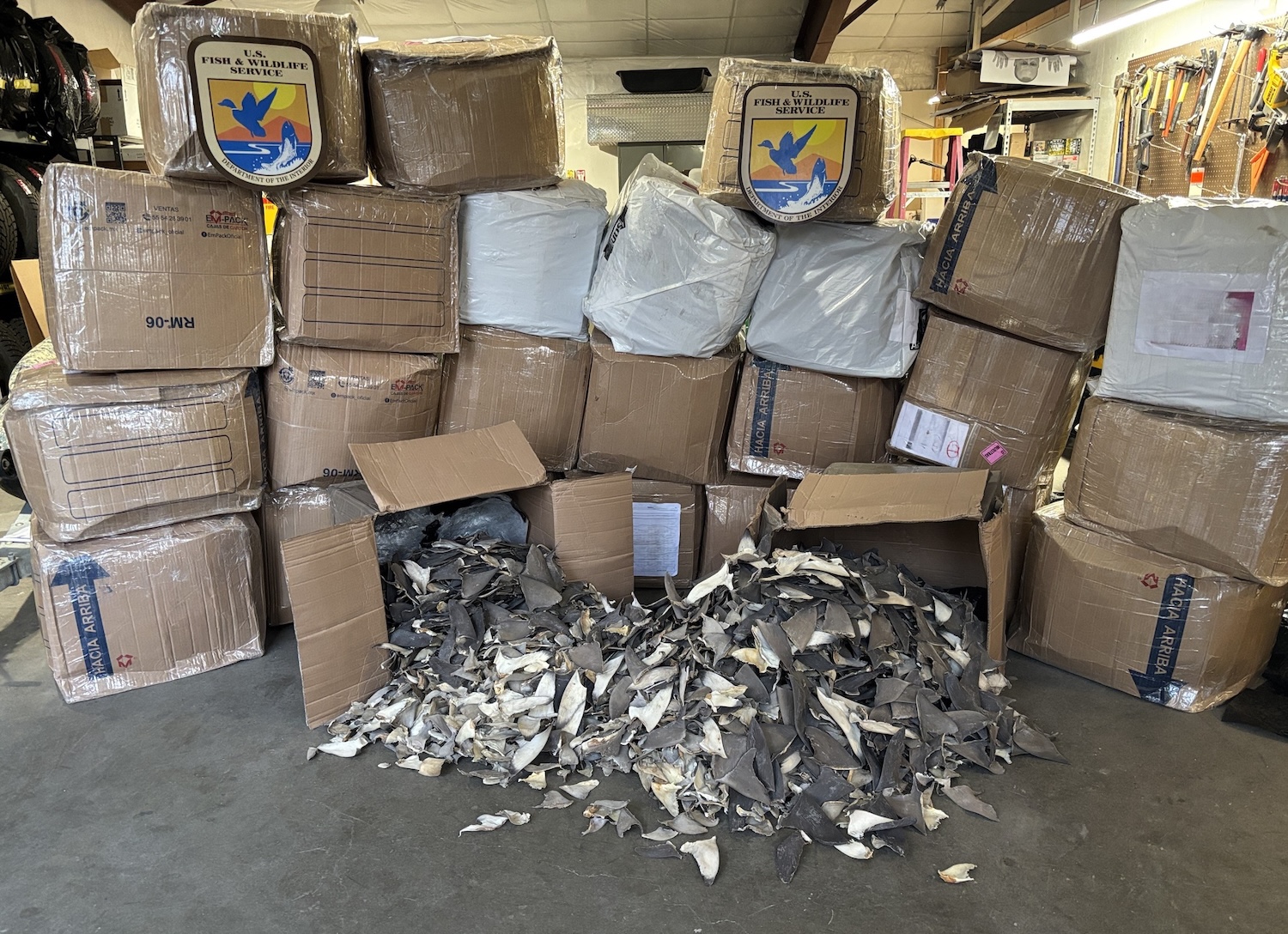 50,000 illegal shark fins found inside fake car part boxes