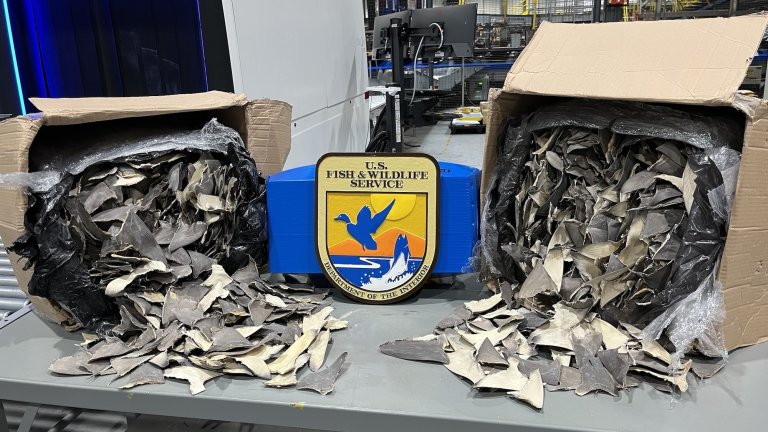 Boxes of seized dried shark fins on table next to US FWS logo
