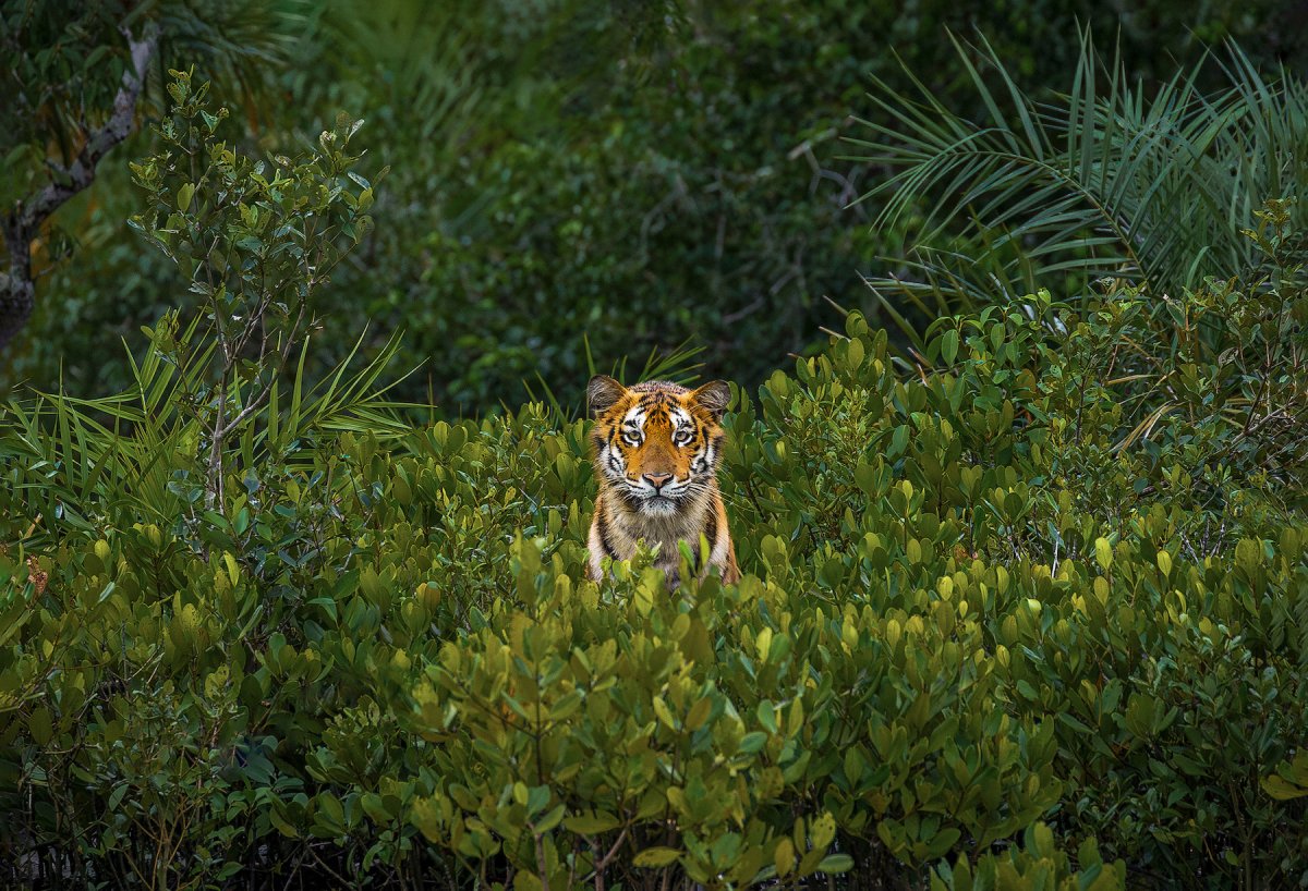 8 cool images from the mangrove photography awards