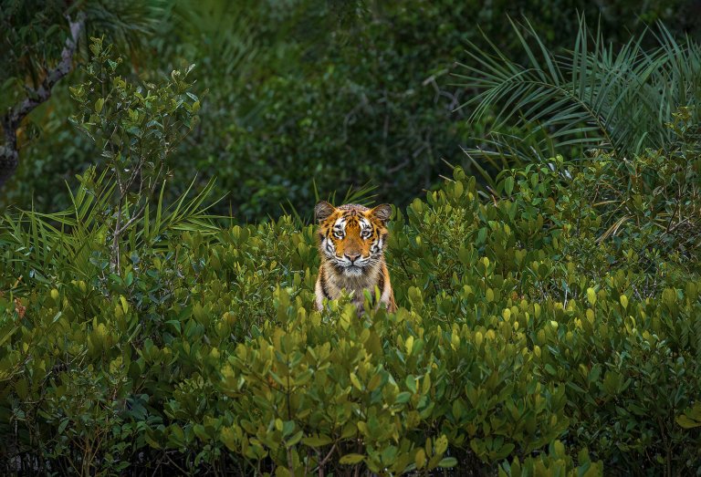 tiger amongst mangroves
