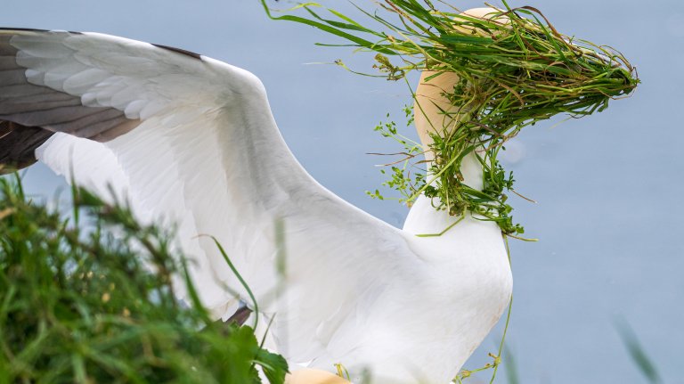 bird with grass on its face