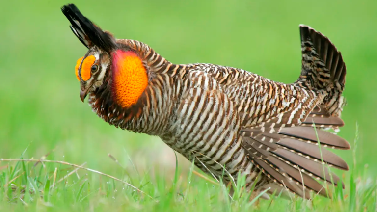 a chicken with brown and white stripes and large orange sacks on the sides of its head