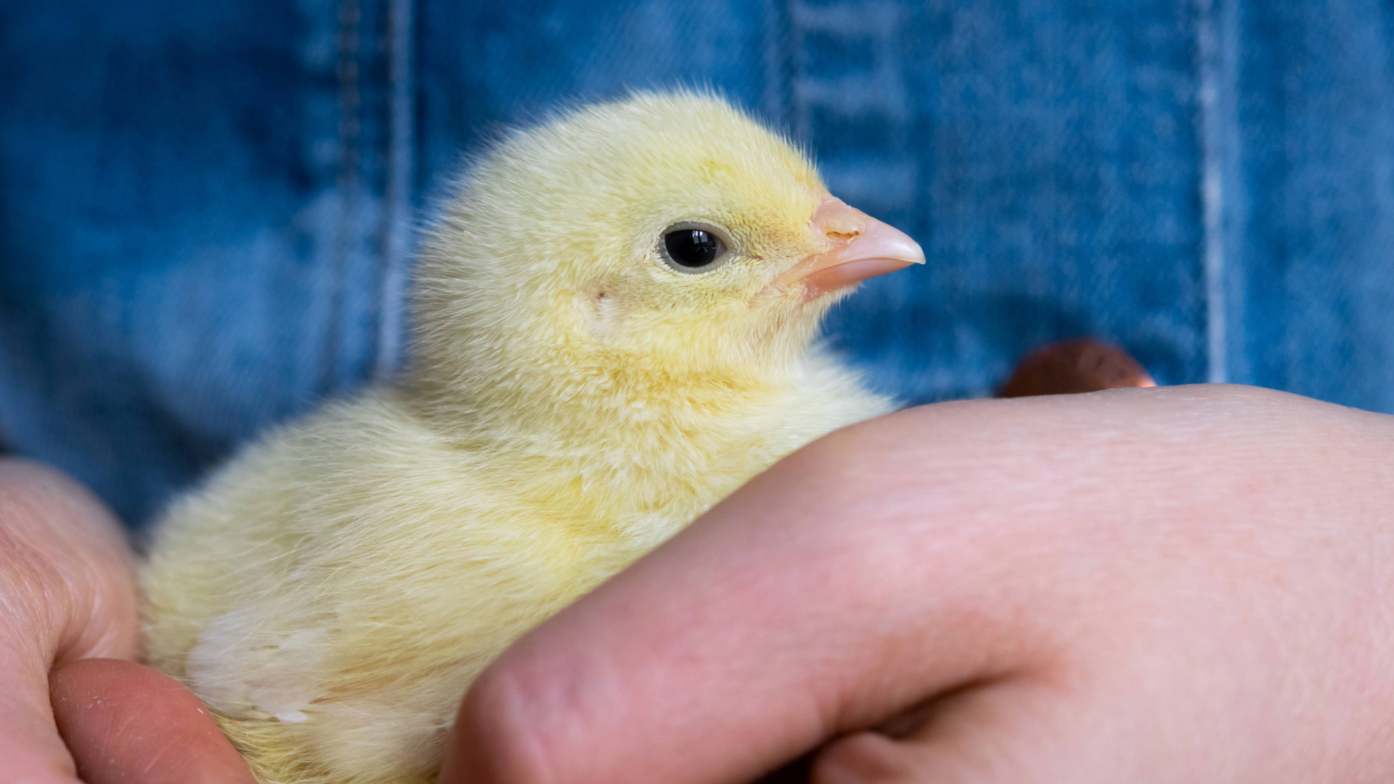 a close up of a baby chick