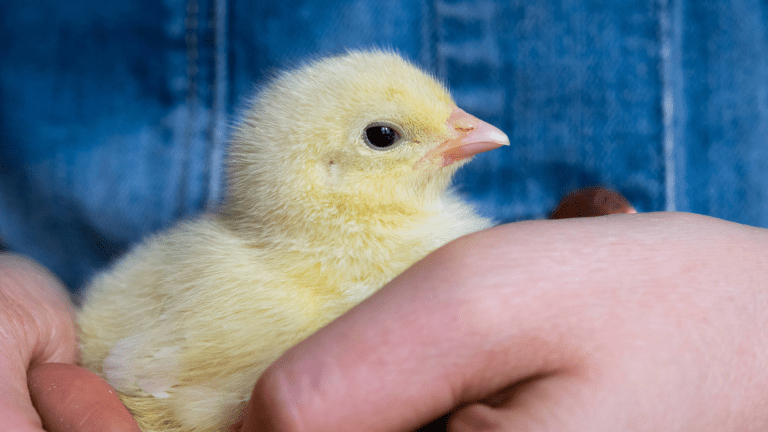 a close up of a baby chick