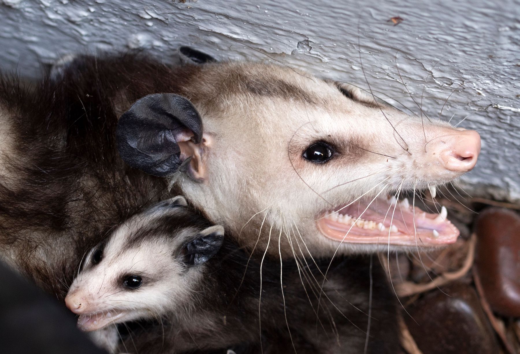 An opossum is seen protecting her baby after being discovered on a patio