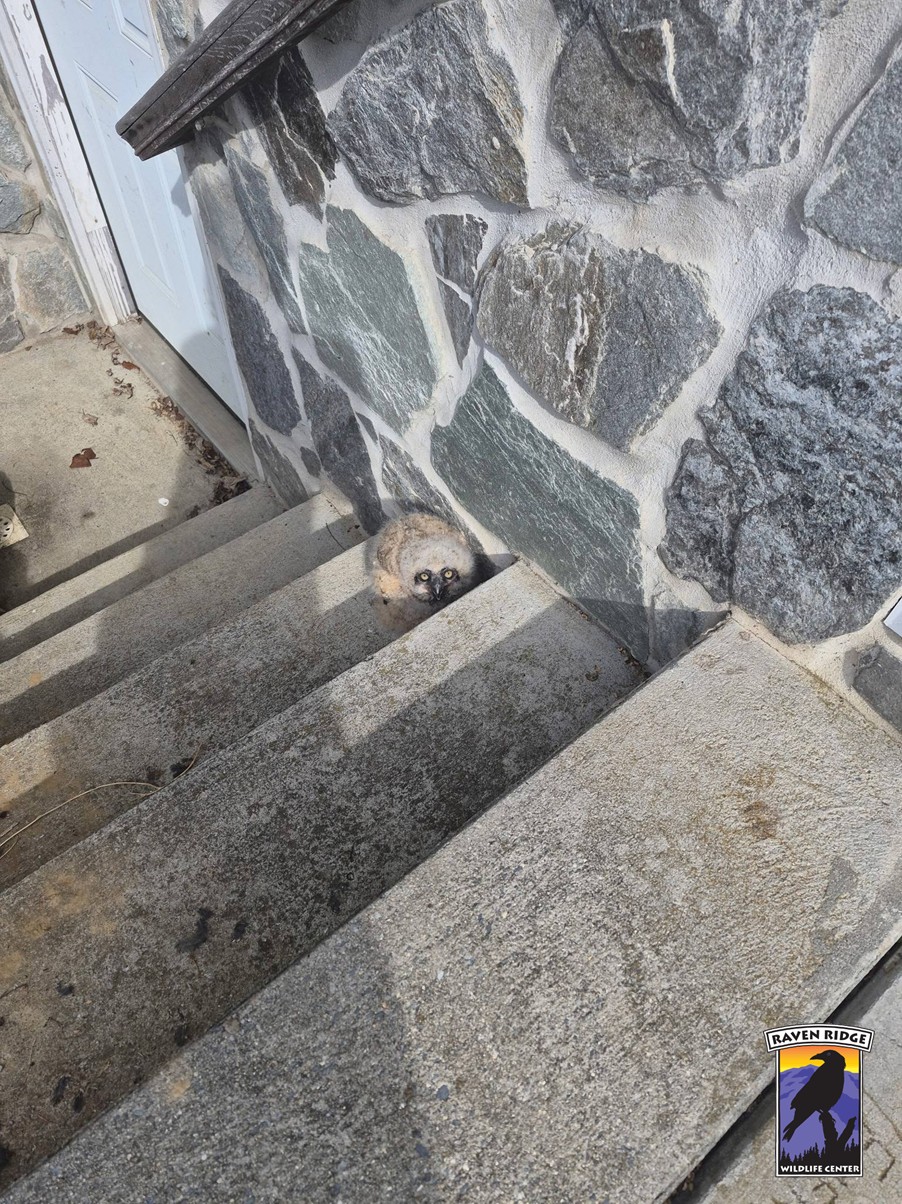 baby owl on stairs