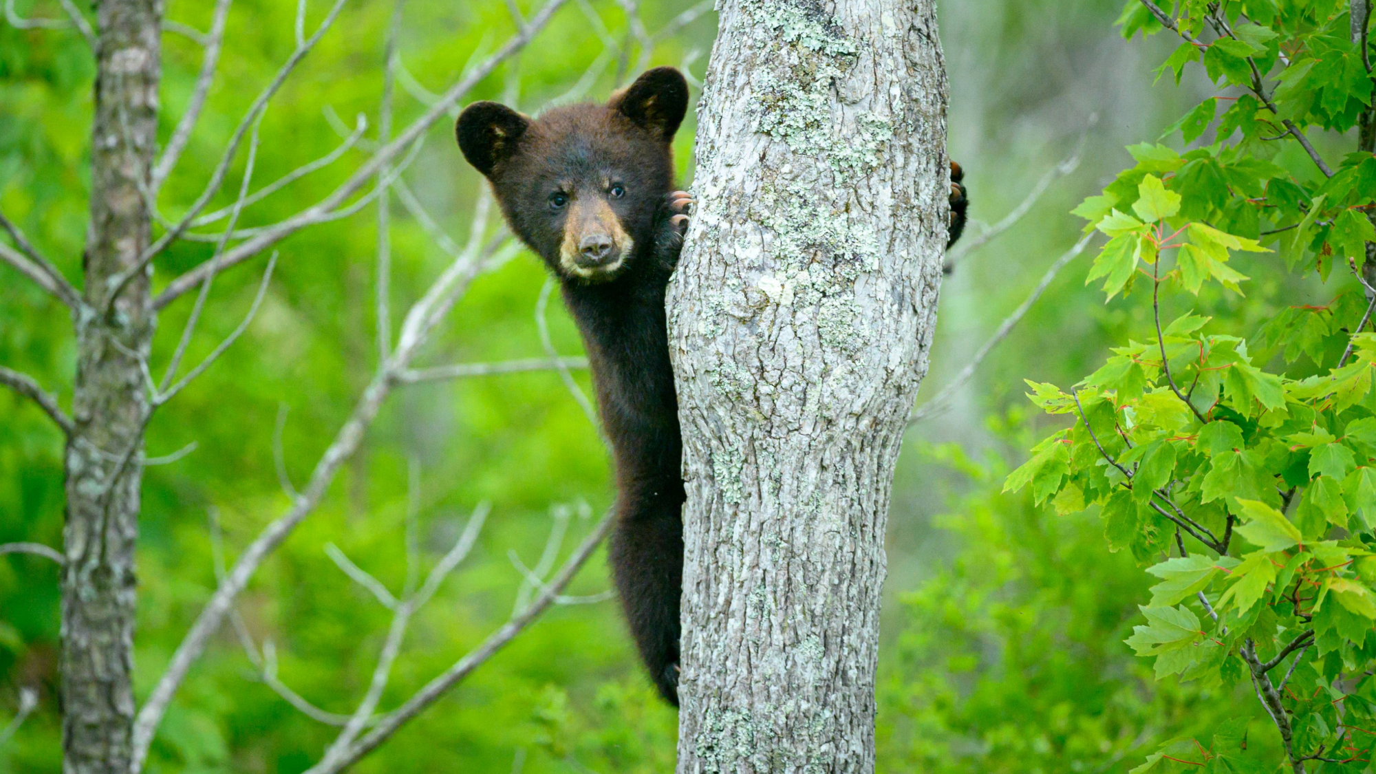 Litter of 5 bear cubs spotted in Connecticut for the first time