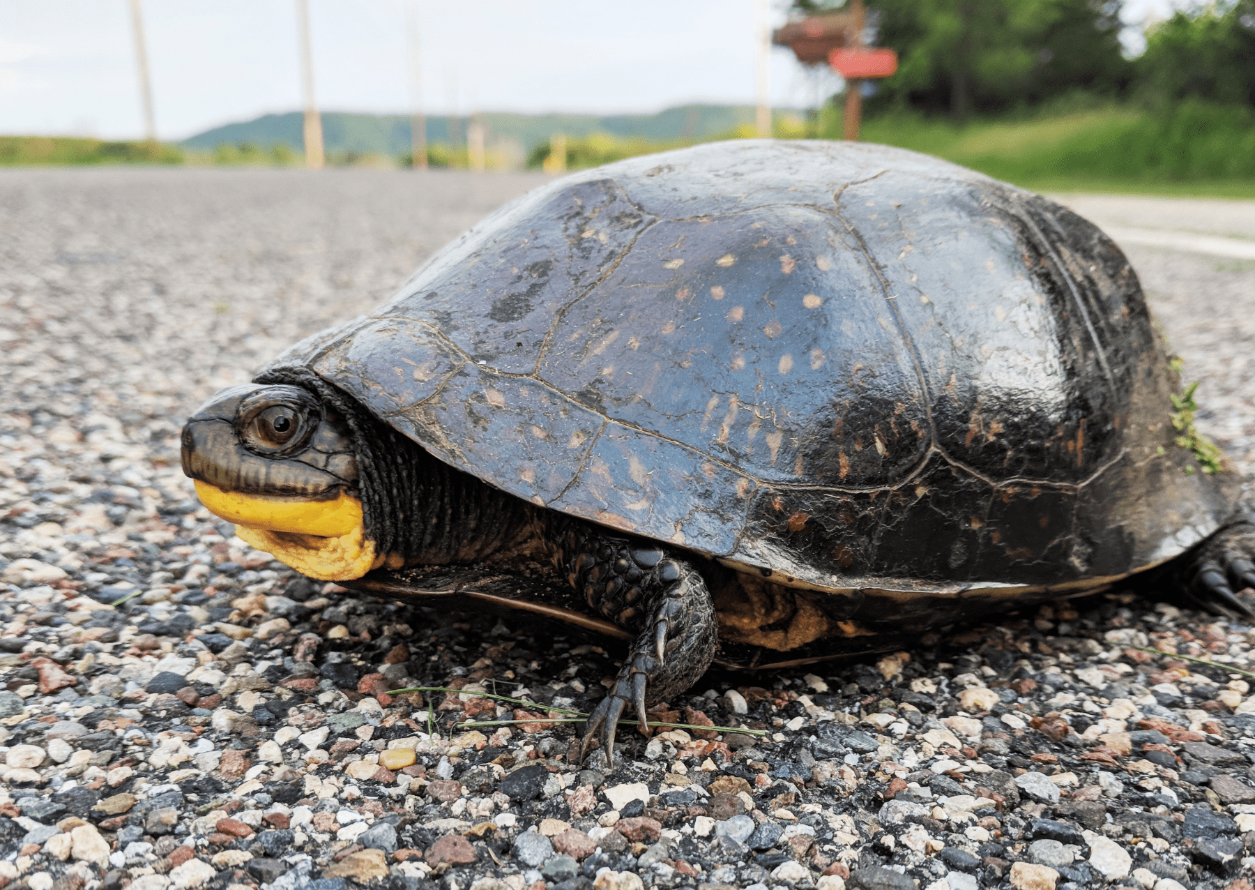 a turtle with a dotted shell crossing a road