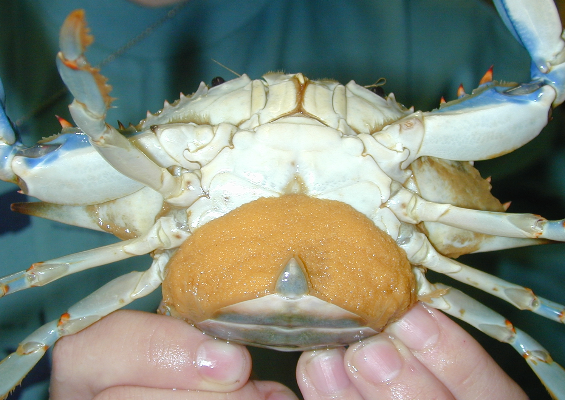 A female blue crab (Callinectes sapidus) with an orange egg sponge. Blue crab sponges can contain over 2 million microscopic eggs. 