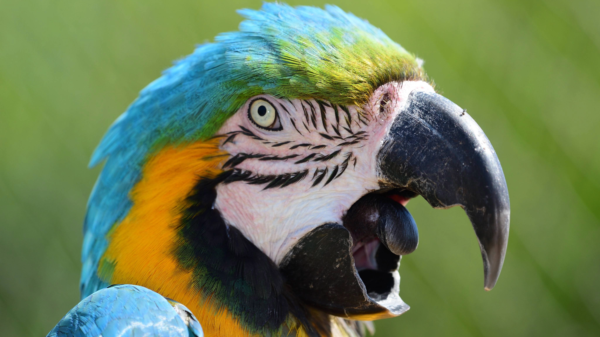 a parrot with blue and yellow feathers and an open mouth