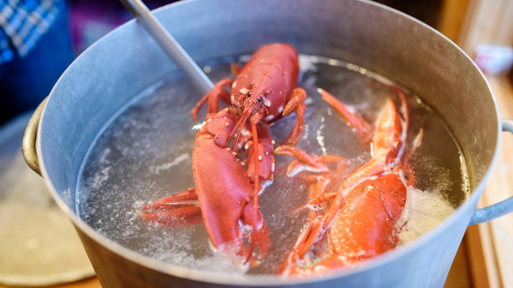 Yes, your lobster dinner probably died an excruciating death