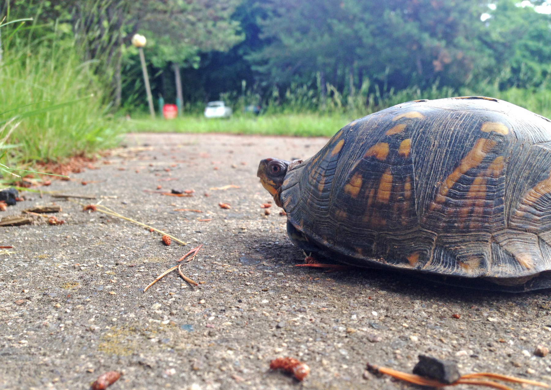 a turtle with yellow markings on its shell crossing a road