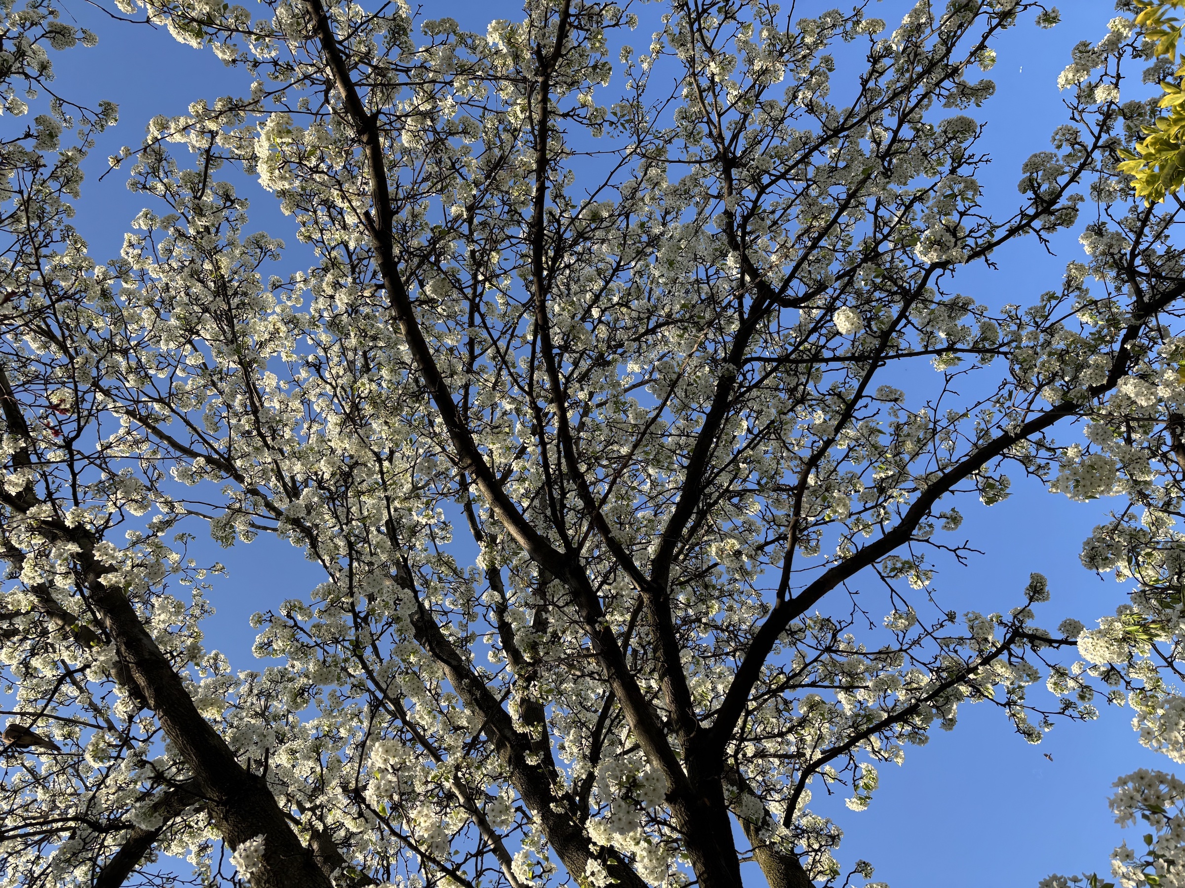 a bradford pear tree from below