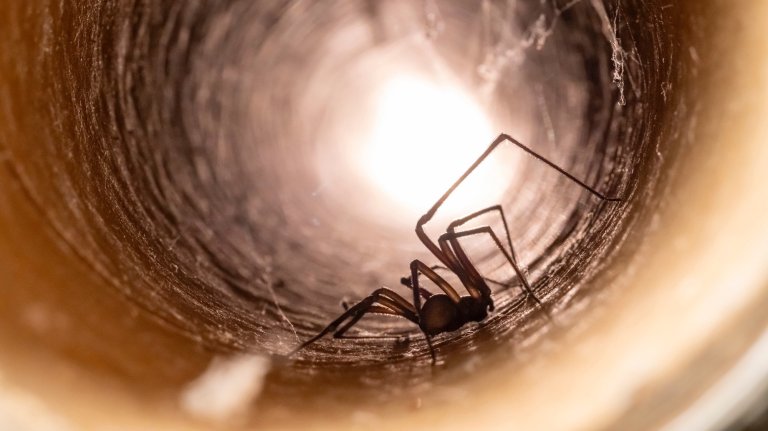 Macro photograph of a venomous brown recluse spider, commonly known as a fiddleback spider, crawling through a web filled pipe. There is much detail in the face and fangs of the spider. There is some grain due to the low light and high ISO that was needed to capture the image.