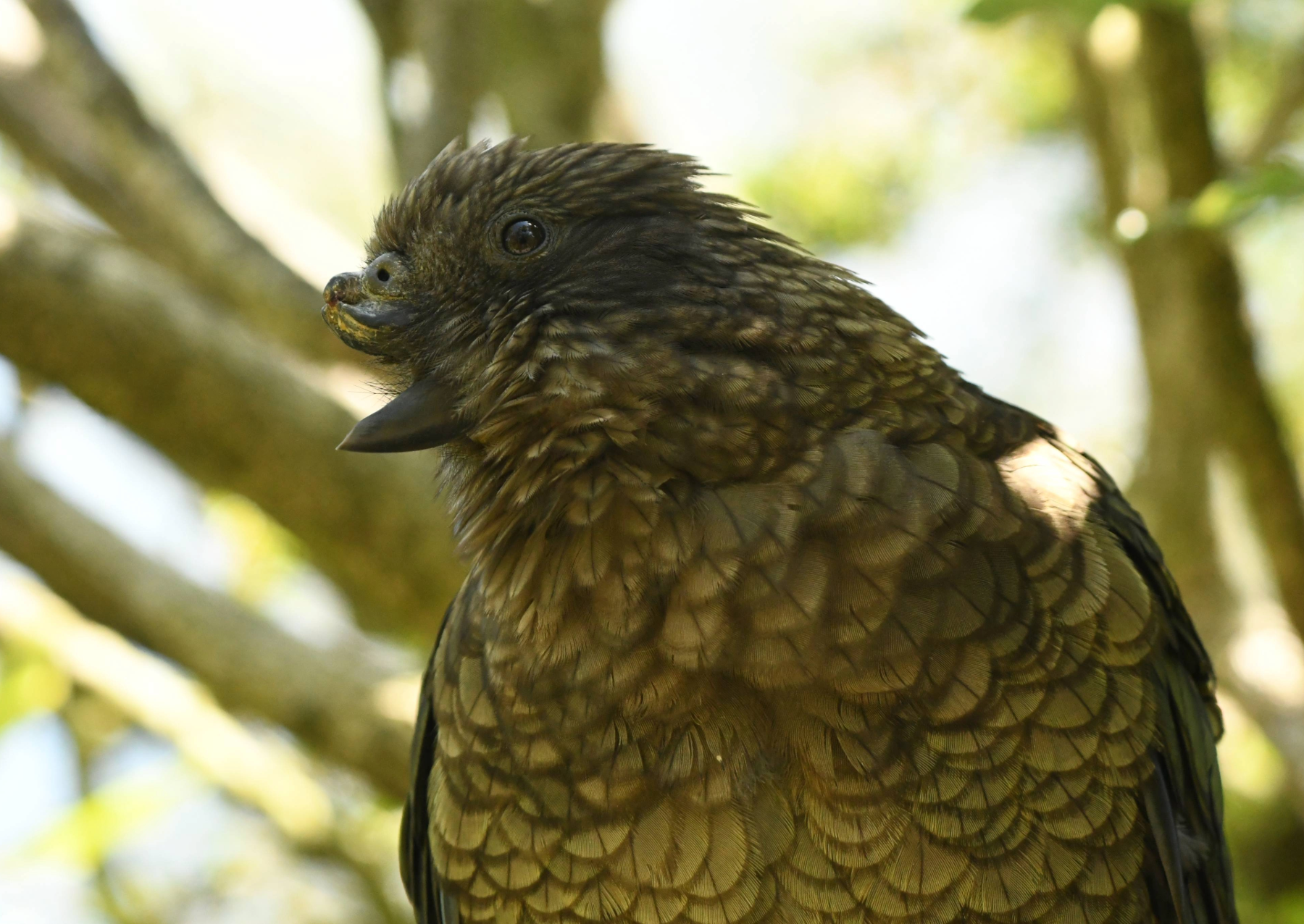 a green parrot with its top beak missing sits in a tree
