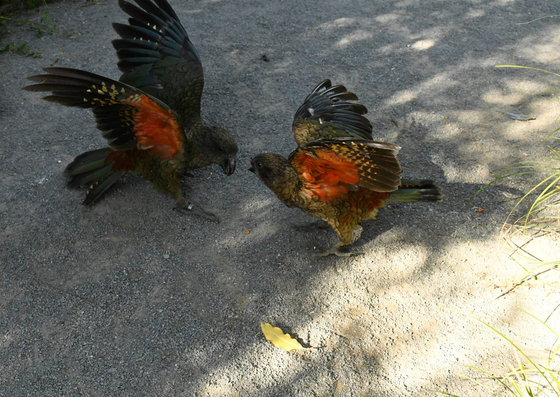 two parrots fighting on the ground