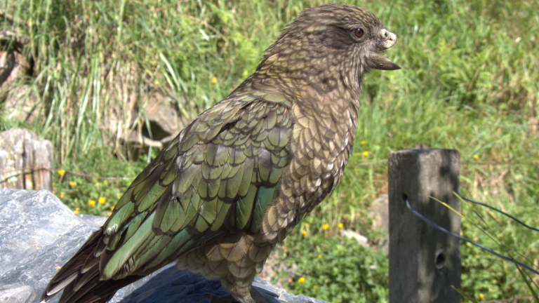 a parrot with green feathers and a missing top beak