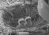 two eaglet chicks in a nest