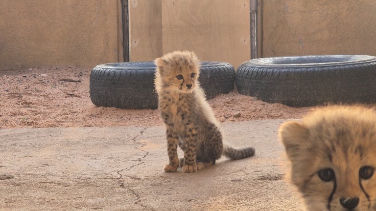 two cheetah cubs