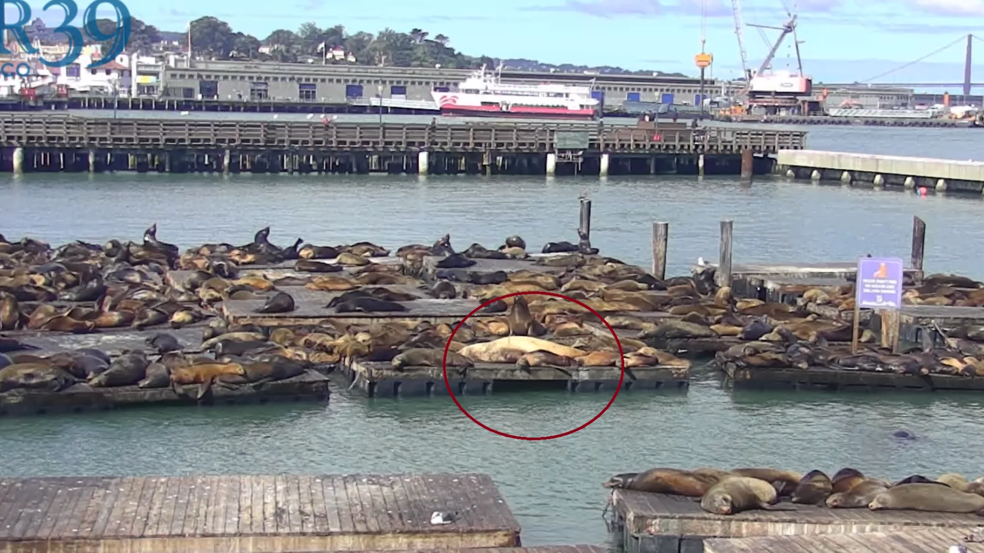 a large sea lion laying amidst a bunch of smaller ones