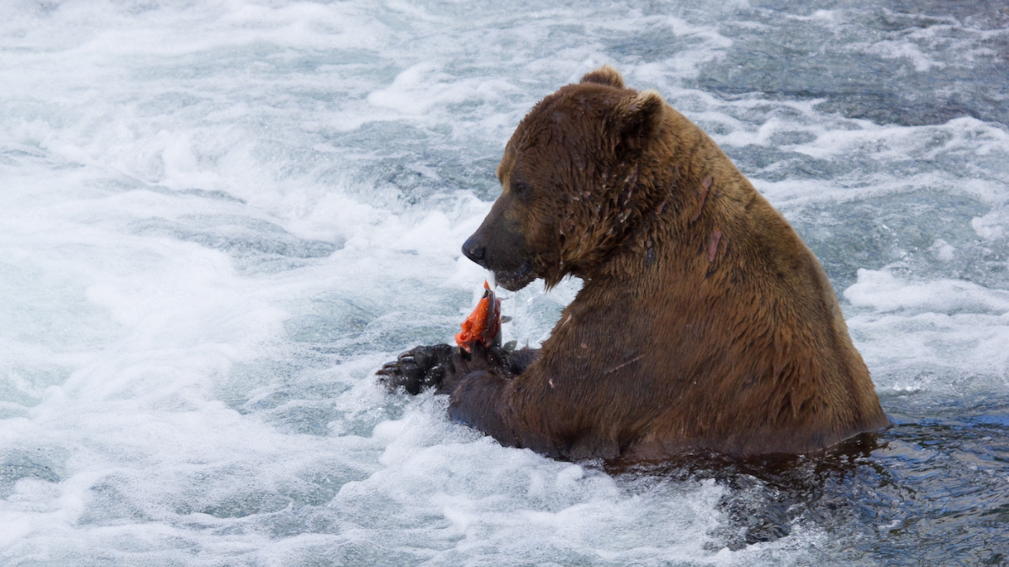 a brown bear eating a piece of salmon in a river