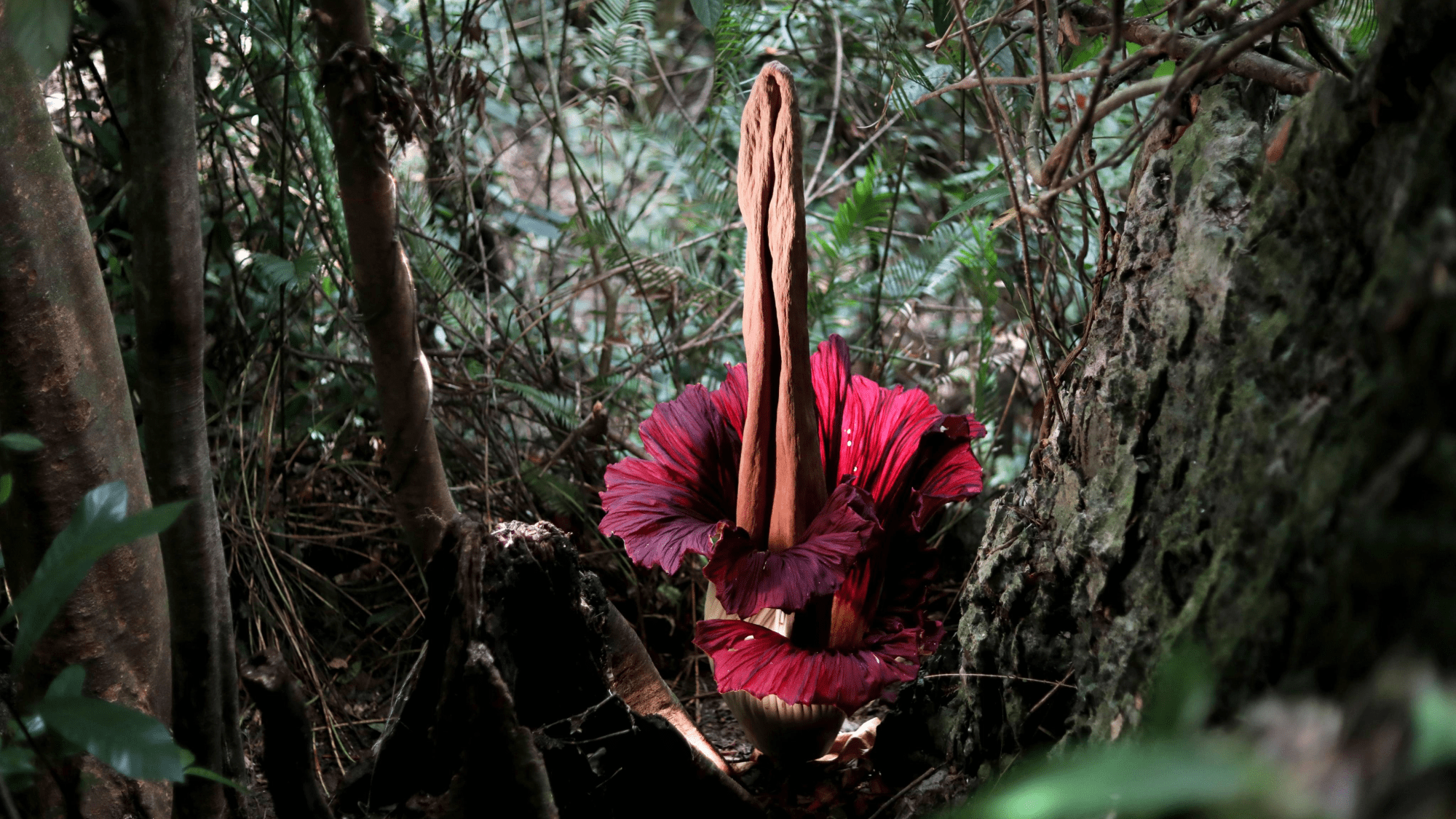 a flower with red petals and a large pole-like center growing in a tropical forest