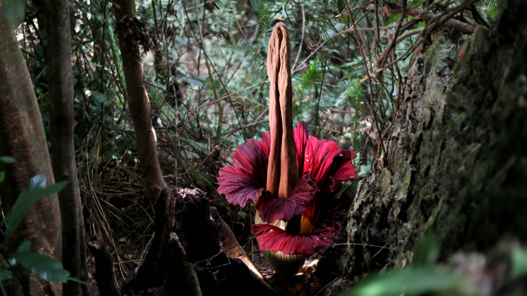 a flower with red petals and a large pole-like center growing in a tropical forest
