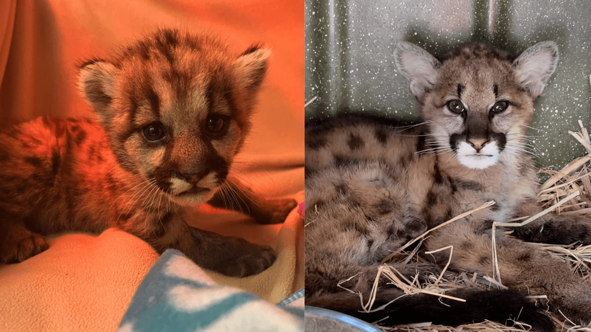 Crimson (left) was rescued shortly after Clover(right).