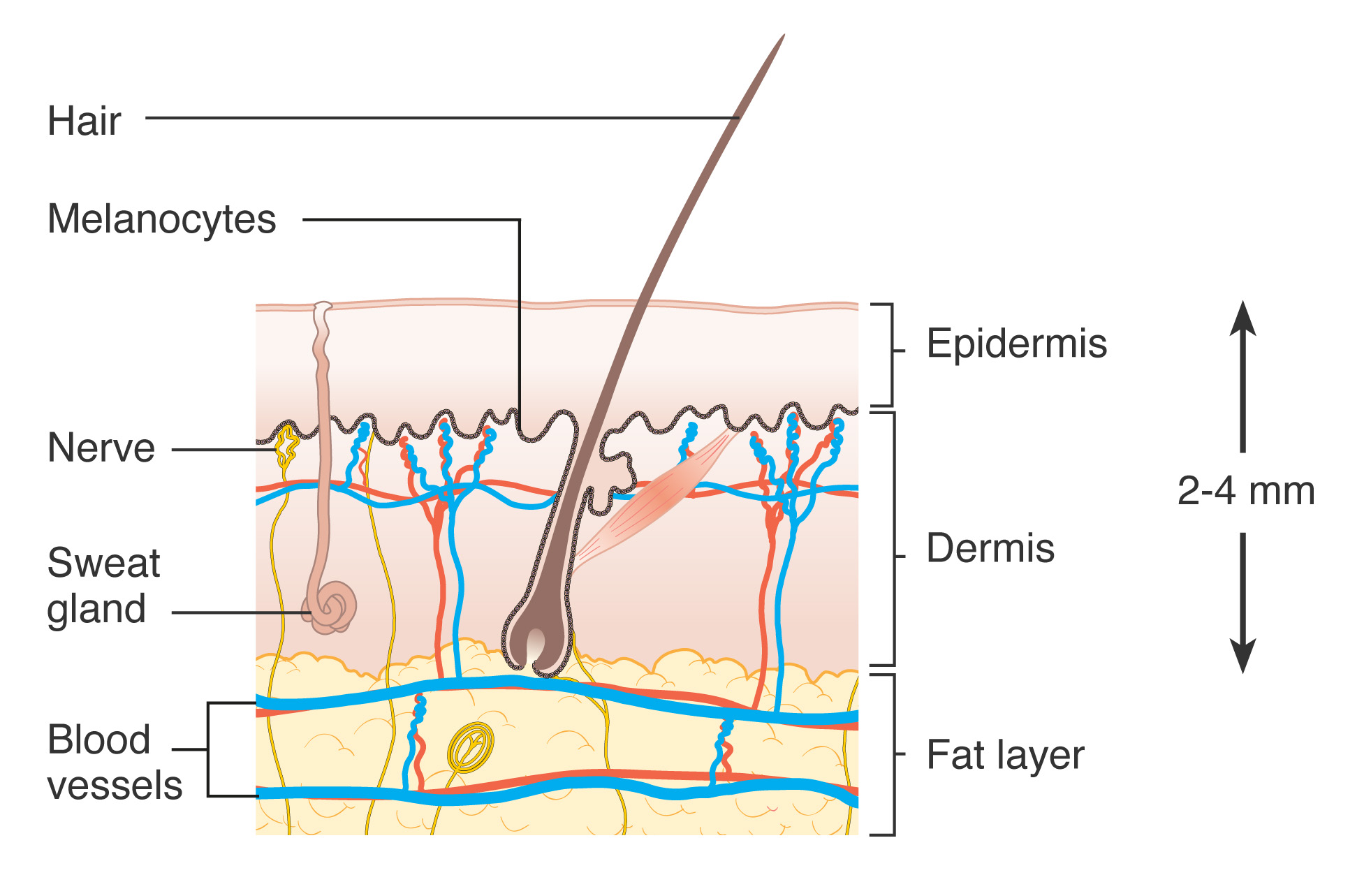 Illustration diagram showing the different parts of the skin: epidermis, dermis, and hypodermis.