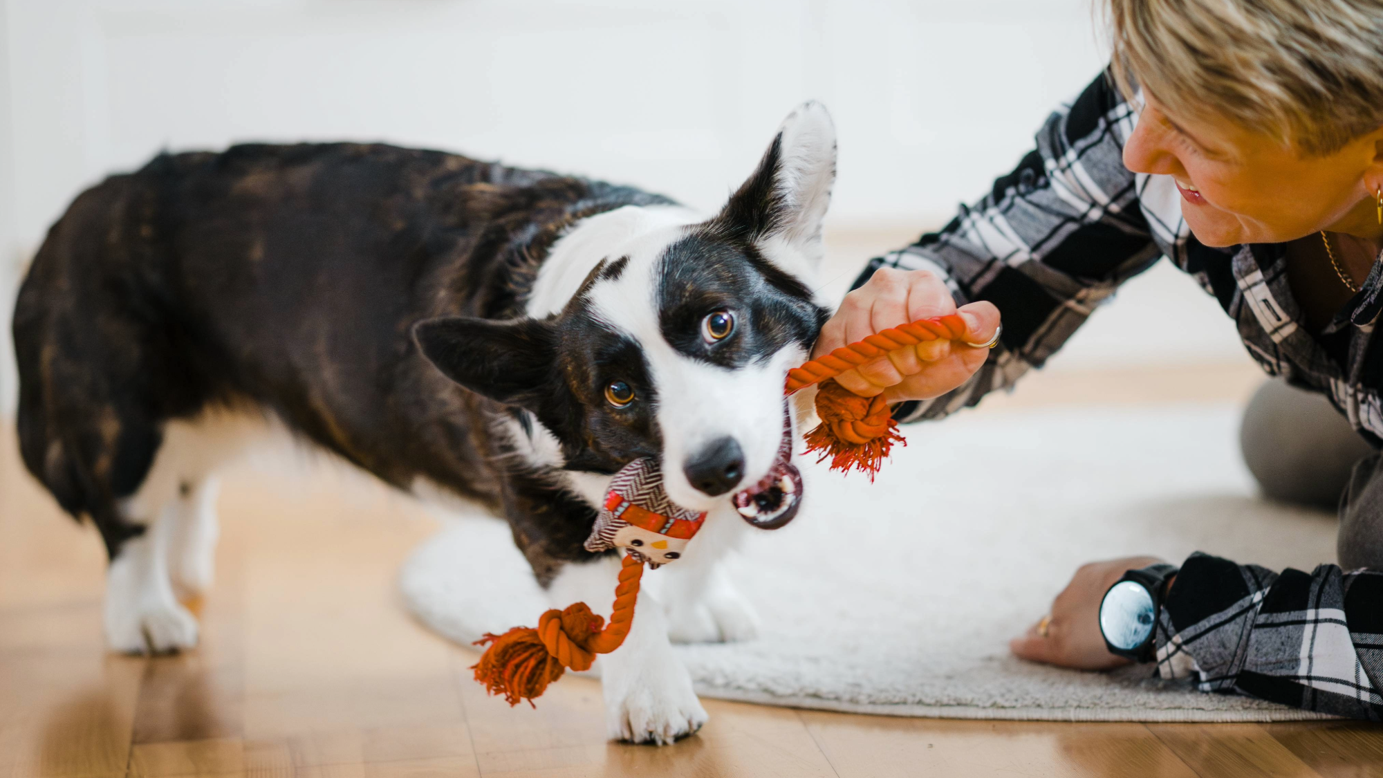 a woman plays rug of war with a black and white dog