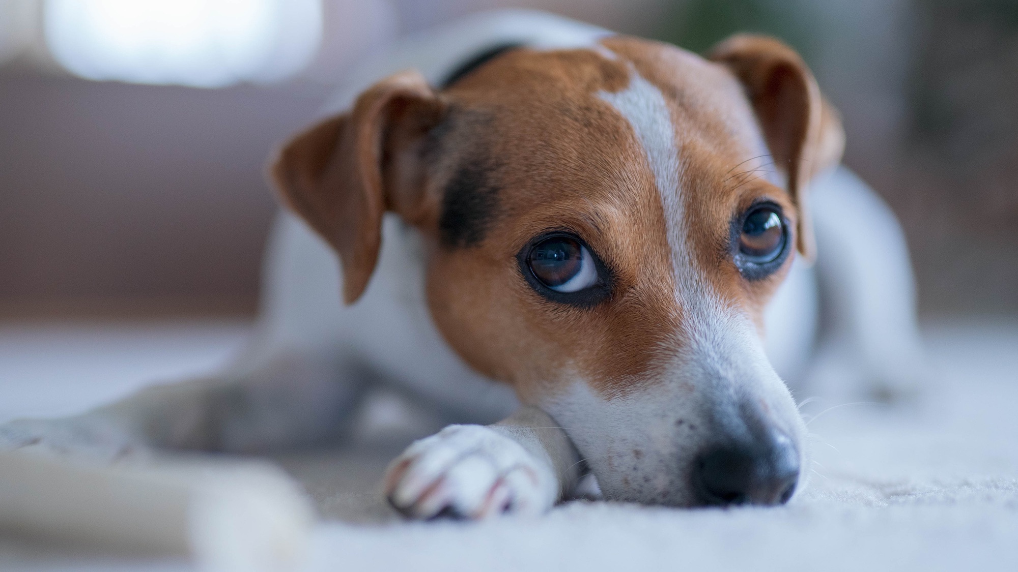 dog relaxing on the floor. This dog breed is called Danish–Swedish farmdog