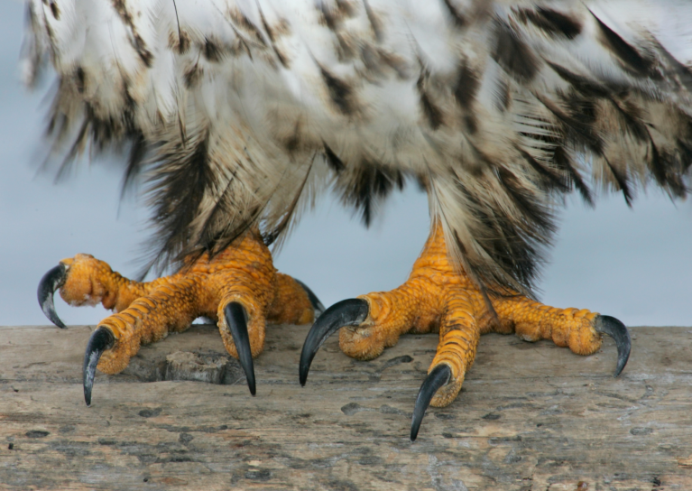 The talons of an immature bald eagle.