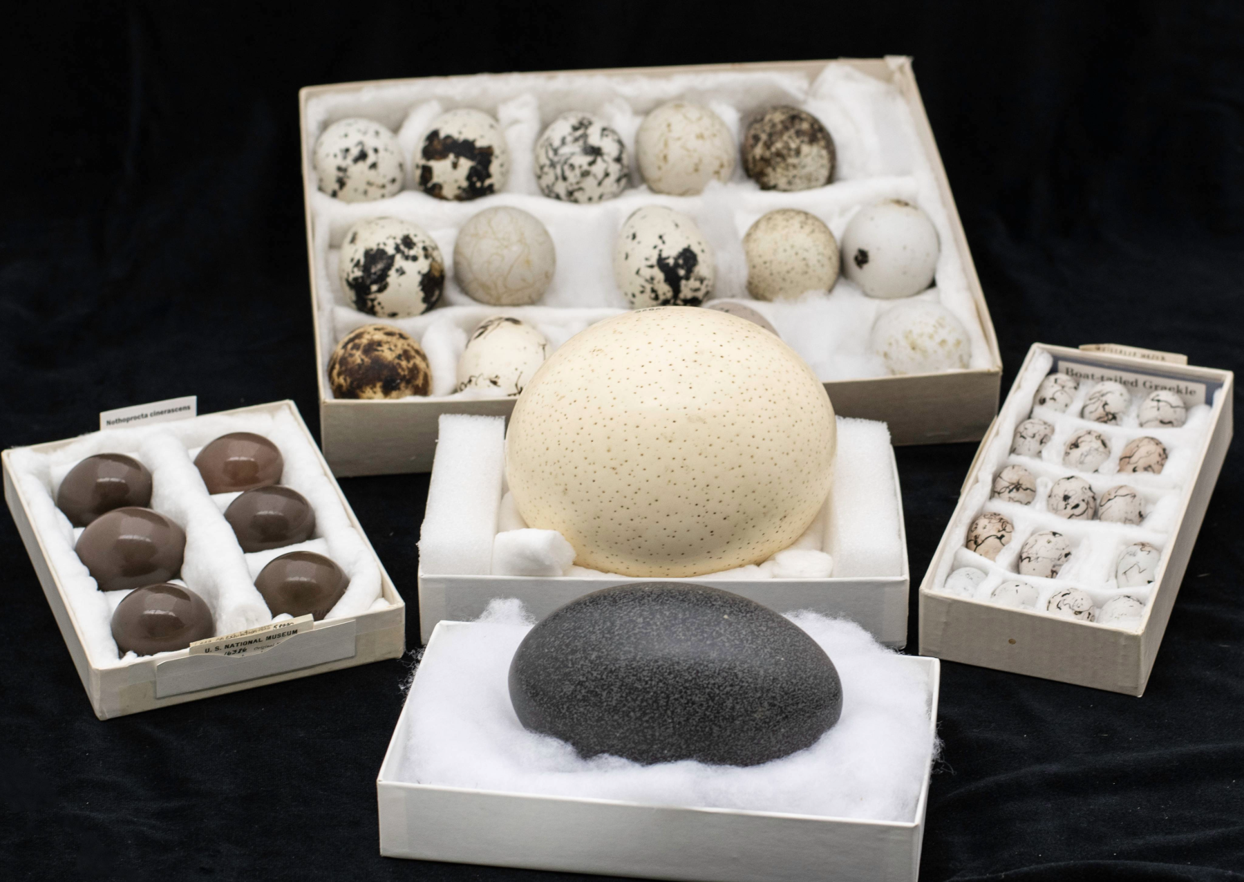 An assortment of eggs from the collection at the National Museum of Natural History. The large egg in the middle is an ostrich egg. Others are small with black spots