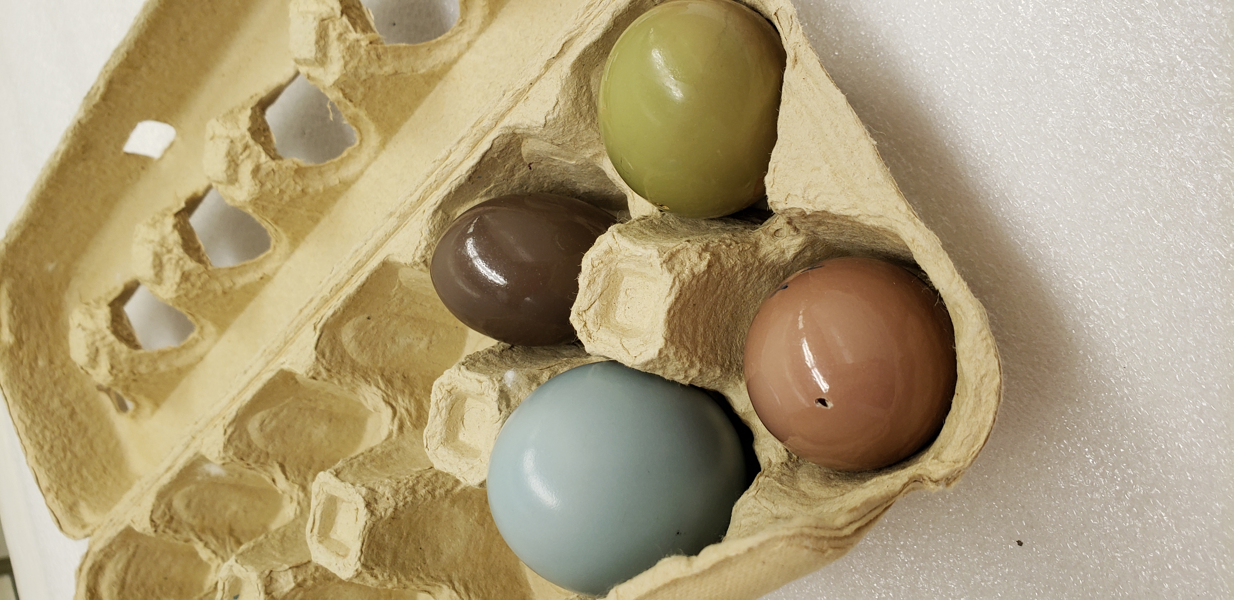Eggs from four different species of tinamou. Tinamous are a nearly-flightless bird from Central and South America, and each species lays a glossy egg of a different color. The blue egg belongs to the great tinamou (Tinamus major. castaneiceps). The green egg belongs to the elegant crested tinamou (Eudromia elegans). The dark brown egg belongs to the Chilean tinamou (Nothoprocta perdicaria). The light brown egg belongs to the Andean tinamou (Nothoprocta pentlandii). 