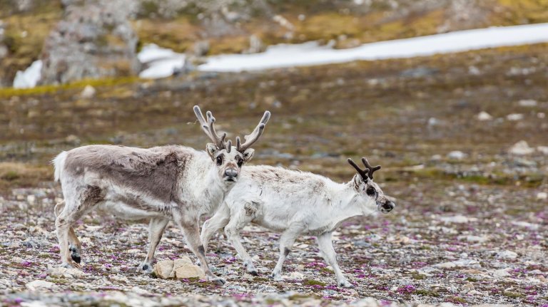 Male and female Svalbard reindeer (Rangifer tarandus platyrhynchus) at Gosbergkilen, Spitsbergen, Svalbard, Norway, Scandinavia, Europe